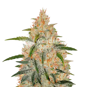Photo of Zkittlez Feminized Seeds