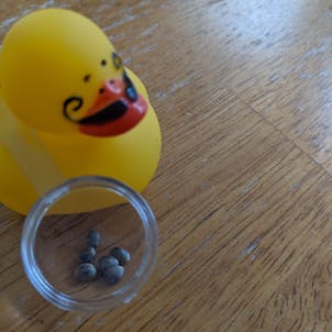 Photo of Super Silver Haze