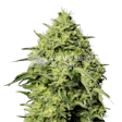 Product image for Amnesia Haze Feminized Seeds