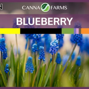 Photo of Blueberry