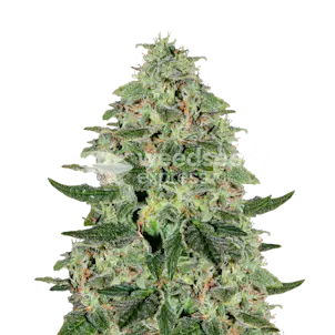 Photo of Santa Maria Autoflower Seeds