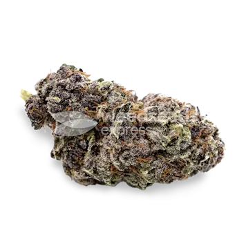 Photo of Purple Punch Feminized Seeds