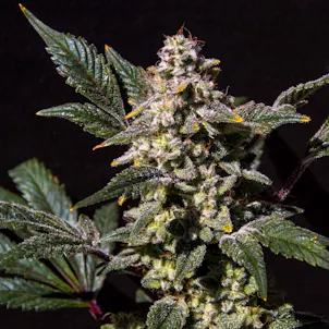 Photo of Lemon Snow Cone (Indica)