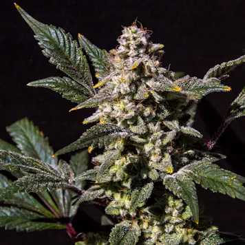 Photo of Lemon Snow Cone (Indica)