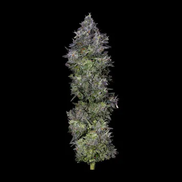 Photo of GELATO SORBET