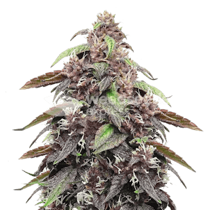 Photo of Blackberry Kush Feminized Seeds