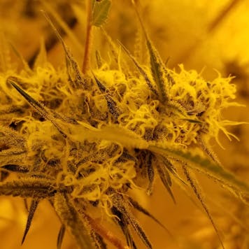 Photo of Melon Gum Clones