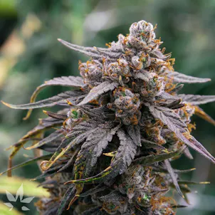 Photo of Bubba's Glue