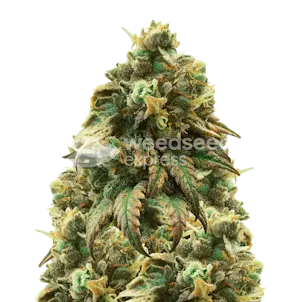 Photo of Green Crack Feminized Seeds