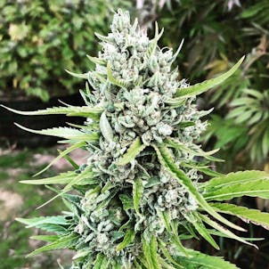 Photo of Cherry OG Glue