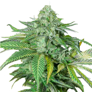 Photo of Lemon Kush