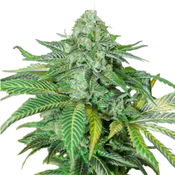 Photo of Lemon Kush