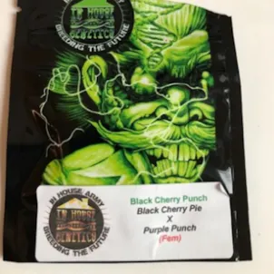 Photo of In House Army Genetics - Black Cherry Punch seeds