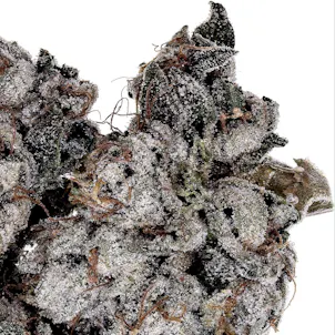 Photo of White Angel