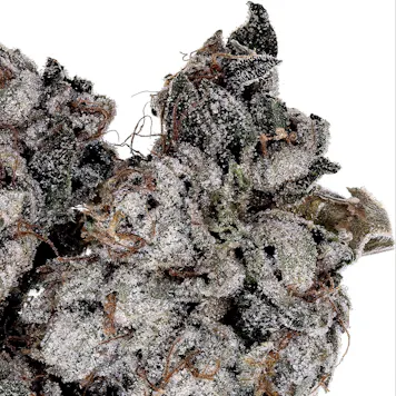 Photo of White Angel