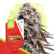 Product image for Strawberry Cough Automatic by Zamnesia Seeds