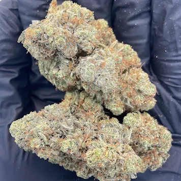 Photo of Indoor Orange Crush