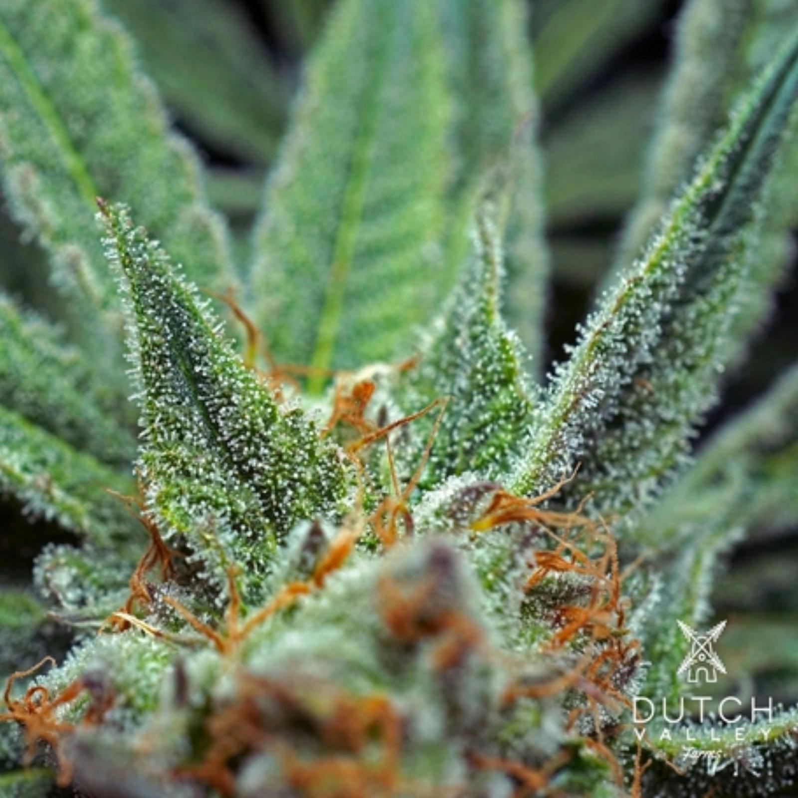 Dutch Valley Farms Banana Punch Leafly