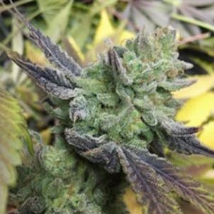 Photo of Blueberry Shortcake