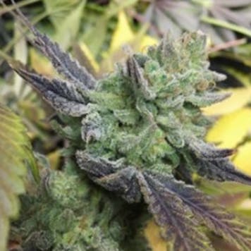 Photo of Blueberry Shortcake