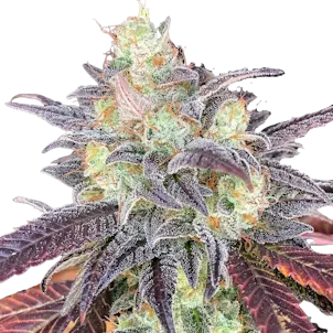 Photo of Tropicana Punch Auto
