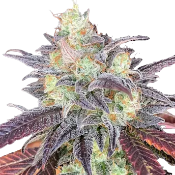 Photo of Tropicana Punch Auto