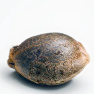 Photo of SWEET PURPLE