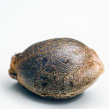 Photo of SWEET PURPLE