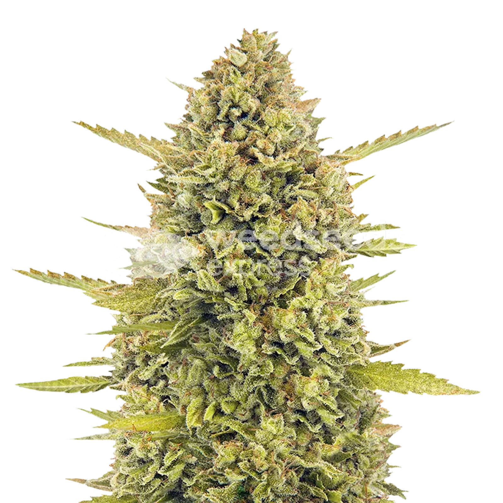 Weedseedsexpress: Acapulco Gold Feminized Seeds | Leafly