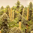 Product image for Acapulco Gold Fem Seeds