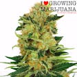 Product image for Pineapple Haze (fem) seeds