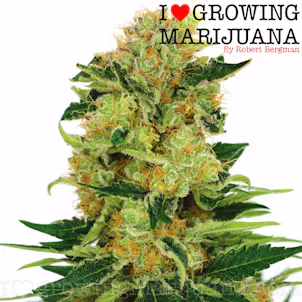 Photo of Pineapple Haze (fem) seeds