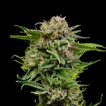 Photo of Quantum Gandalf 0.5g Pre-Rolls 2-pack