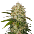 Afghani Feminized Seeds