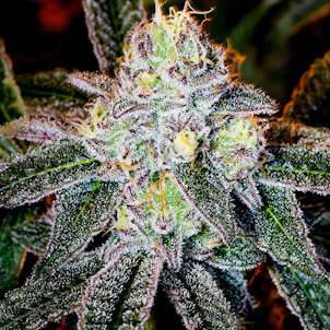 Photo of Ice Cream Cake Seeds