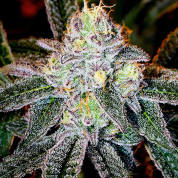 Photo of Ice Cream Cake Seeds