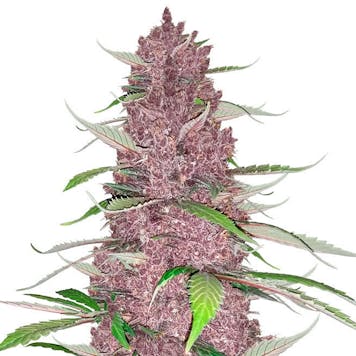 Photo of Purple Juice Auto