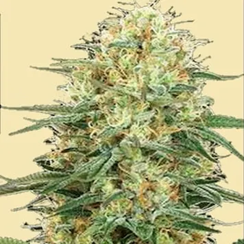 Photo of AUTO GELATO CAKE AUTOFLOWERING SEEDS