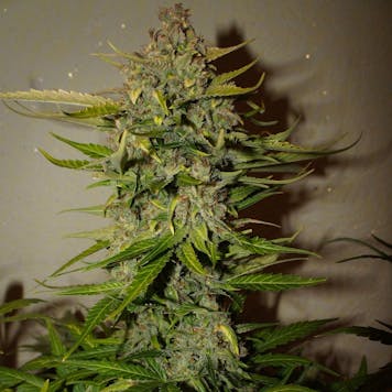 Photo of Northern Express