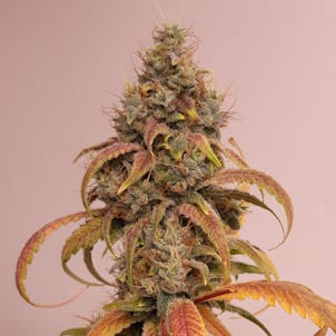 Photo of The Love Bud