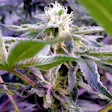 Product image for Runtz (Indica)