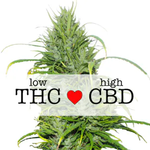 Photo of Carmagnola CBD (fem) seeds