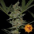 Product image for Acapulco Gold Feminized Cannabis Seeds