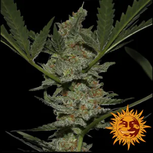 Photo of Acapulco Gold Feminized Cannabis Seeds