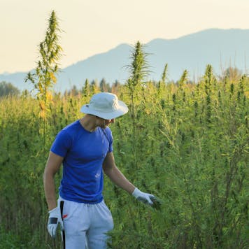 Photo of Strawberry Banana Tincture - 500mg Full Spectrum CBD Oil