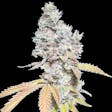 Product image for Quebec Cookies Cannabis Seeds Feminized