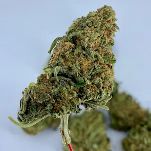 Photo of Bubble Gum Strain CBD Hemp Flower