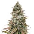 Product image for Ice Cream Cake Feminized Seeds