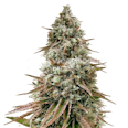 Ice Cream Cake Feminized Seeds