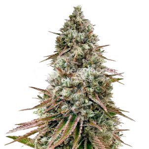 Photo of Ice Cream Cake Feminized Seeds